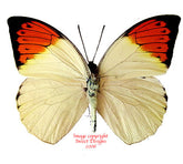 Hebomoia glaucippe philippensis (Philippines)