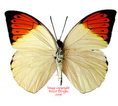 Hebomoia glaucippe philippensis (Philippines)