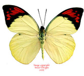 Hebomoia glaucippe sulphurea (Bacan)