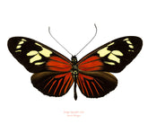 Heliconius burneyi (Peru)