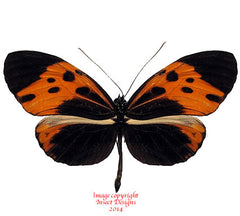 Heliconius numata bicoloratus (Peru) A-