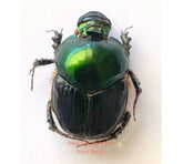 Helictopleurus giganteus (Madagascar)