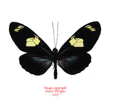Heliconius doris (Peru)