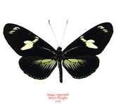 Heliconius doris (Colombia) - green A-