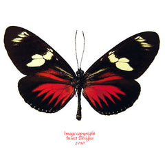 Heliconius doris (Colombia) - red