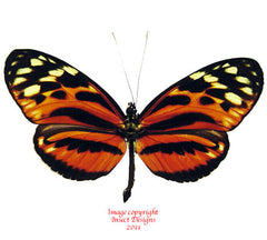 Heliconius hecale (Peru)