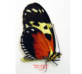 Heliconius ismenius (Colombia)