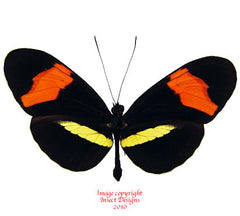 Heliconius melpomene amaryllis (Peru)