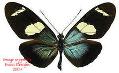 Heliconius sara (Peru)