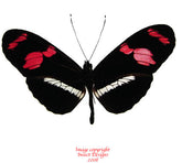 Heliconius telesiphe (Peru) A-