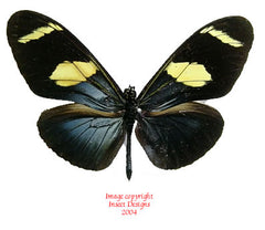 Heliconius wallacei (Peru) A2