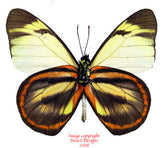 Hesperocharis hirlanda (Peru)