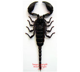 Heterometrus spinifer (Thailand)