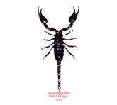 Palamnaeus fulvipes (Malaysia)