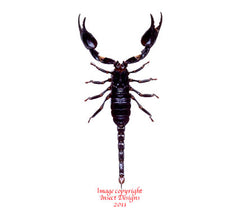 Palamnaeus fulvipes (Malaysia)