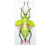 Heteropteryx dilatata (Malaysia) - green female