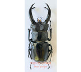 Hexarthrius buqueti (Java)