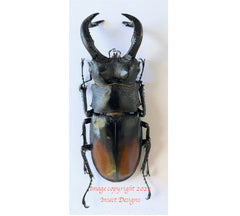 Hexarthrius parryi (Sumatra)