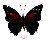 Historis acherontia (Peru)