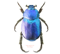 Hoplia coerulea (France)