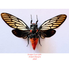 Hueschys incarnata (Java) A2