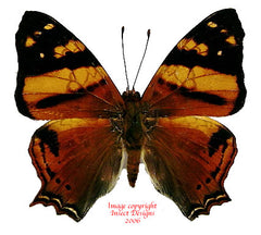 Hypanartia lethe (Peru)