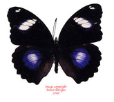 Hypolimnas bolina philippensis (Philippines) A-