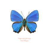 Hypochrysops polycletus (Seram)