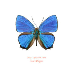 Hypochrysops polycletus (Seram)