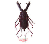 Hypocnotus siamensis (Thailand)