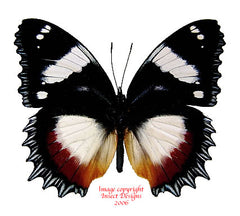 Hypolimnas dexithea (Madagascar)
