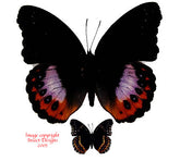 Hypolimnas pandarus pandarus (Seram) - male