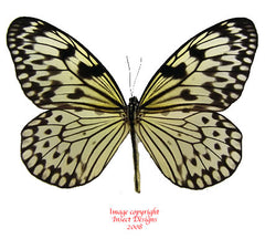 Idea leuconoe gordita (Philippines)