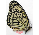 Idea leuconoe leuconoe (Philippines)