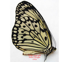 Idea leuconoe leuconoe (Philippines)