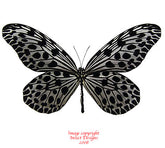 Idea lynceus (Malaysia)