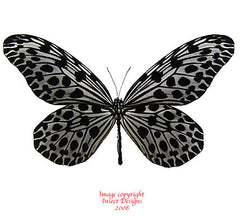 Idea lynceus (Malaysia)