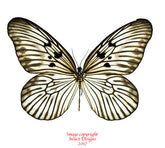 Idea blanchardi marosiana (Sulawesi)