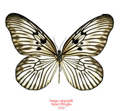 Idea blanchardi marosiana (Sulawesi)