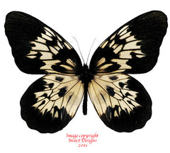 Idea tambusisiana (Sulawesi) A-