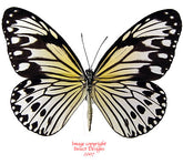 Ideopsis gaura anapina (Philippines) A-