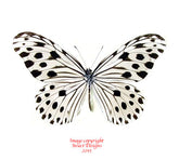 Ideopsis gaura perakana (Malaysia)
