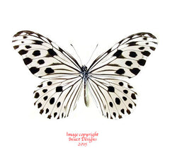 Ideopsis gaura perakana (Malaysia)