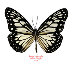 Ideopsis juventa manillana (Philippines)
