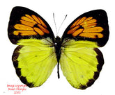 Ixias vollenhovenii (Timor) A-