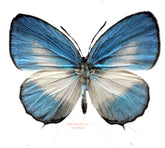 Jamides euchylas (Seram)