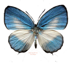 Jamides euchylas (Seram)
