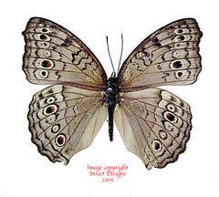 Junonia atlites (Philippines)
