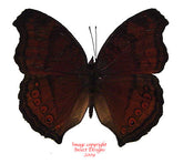 Junonia hedonic ida (Philippines)