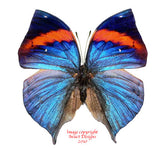 Kallima limborgii amplirufa (Malaysia)